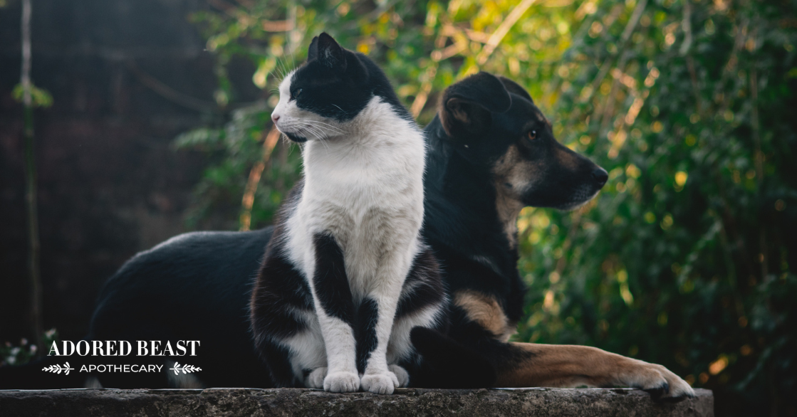 Cat and Dog Aging: It Starts in the Cells