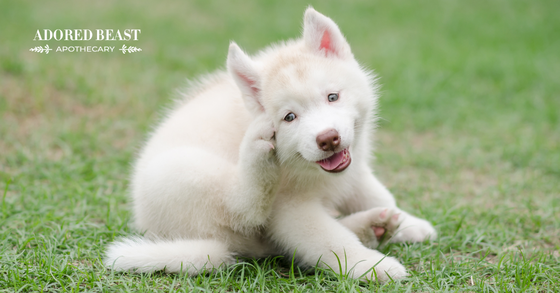 Natural Remedies and Holistic Prevention for Ear Mites in Dogs