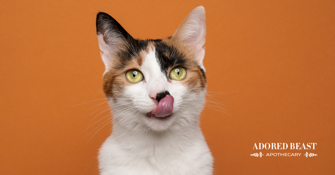 Healthy Homemade Cat Treats