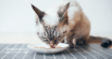 Superfoods for Cats: Small Ingredients, Big Benefits