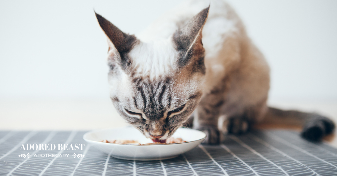 Superfoods for Cats: Small Ingredients, Big Benefits