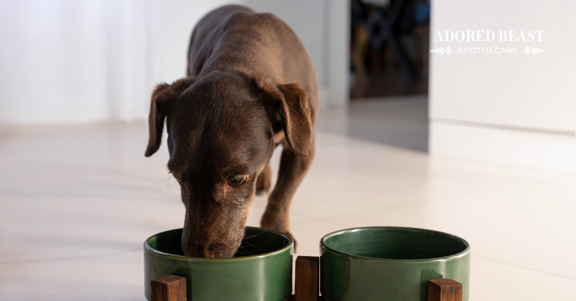 Superfoods for Dogs: More Than Just a Trendy Buzzword