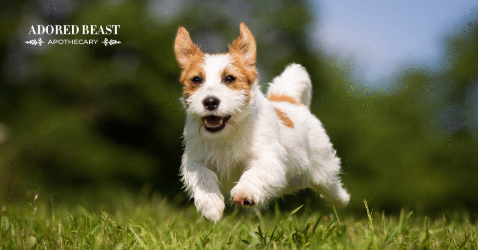 Picture Idea: Hypothyroidism In Dogs How To Support Thyroid Health