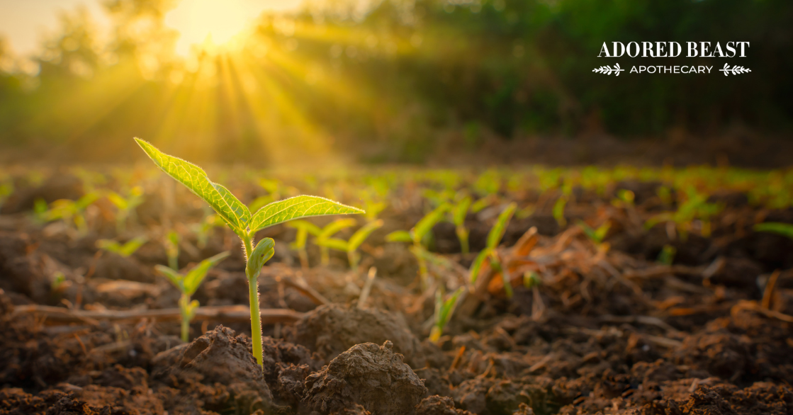 Regenerative Farming: Benefits for Pets and the Planet