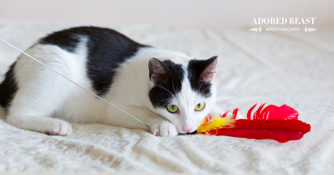 What is Single Cat Syndrome?