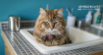 Why Do Cats Pee in the Sink or Bathtub?