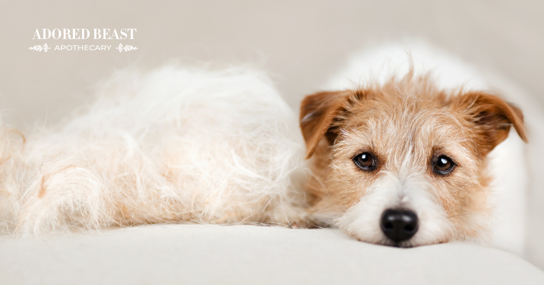 Can You Reduce Dog Shedding?