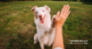 Pet Health Care: How to Save on Vet Bills