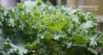 Can Dogs Eat Kale?