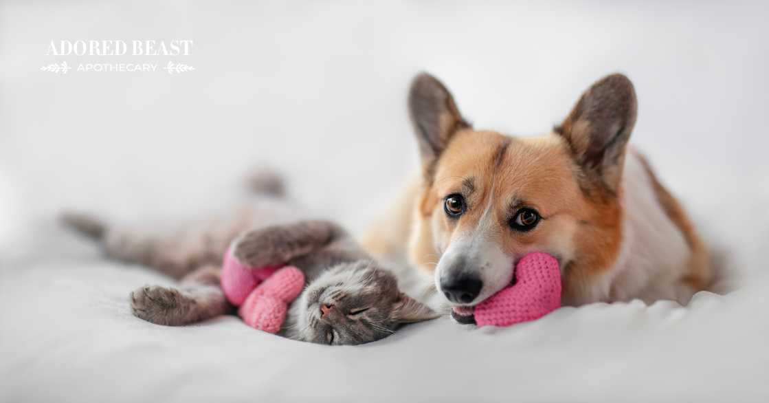 Probiotics for Heart Health in Dogs and Cats: More Than Just Gut Support