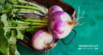 Can Dogs Eat Turnips?