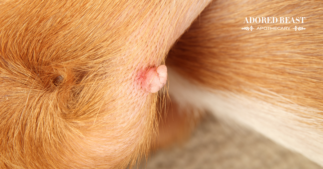 Canine Papilloma Virus: Prevention and Management