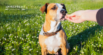 Easy No-Bake Probiotic Dog Treats