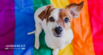 What Colors Do Dogs See?
