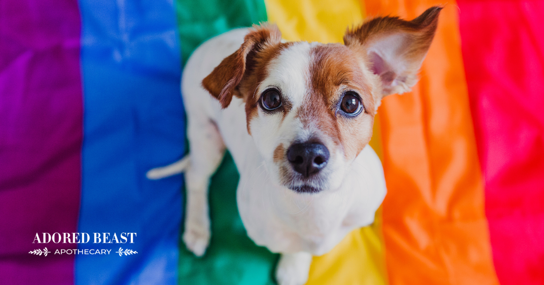 What Colors Do Dogs See?