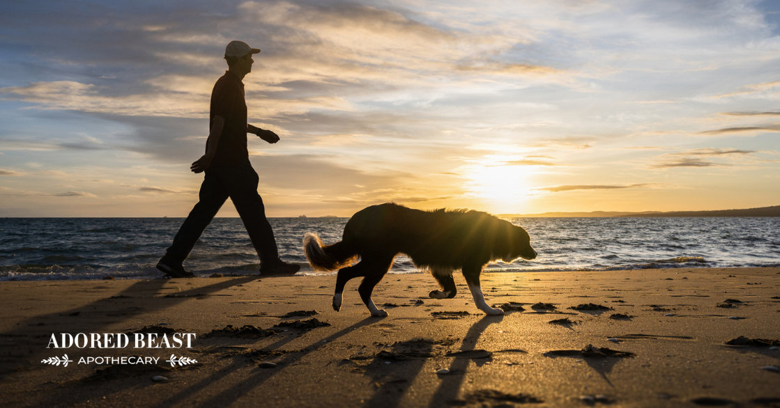 Managing Osteoarthritis in Dogs Naturally