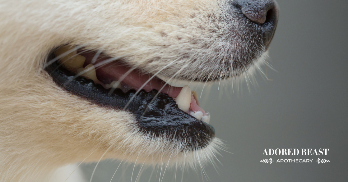 Why Do Dogs Have Whiskers? Not Just Cute Facial Hair!