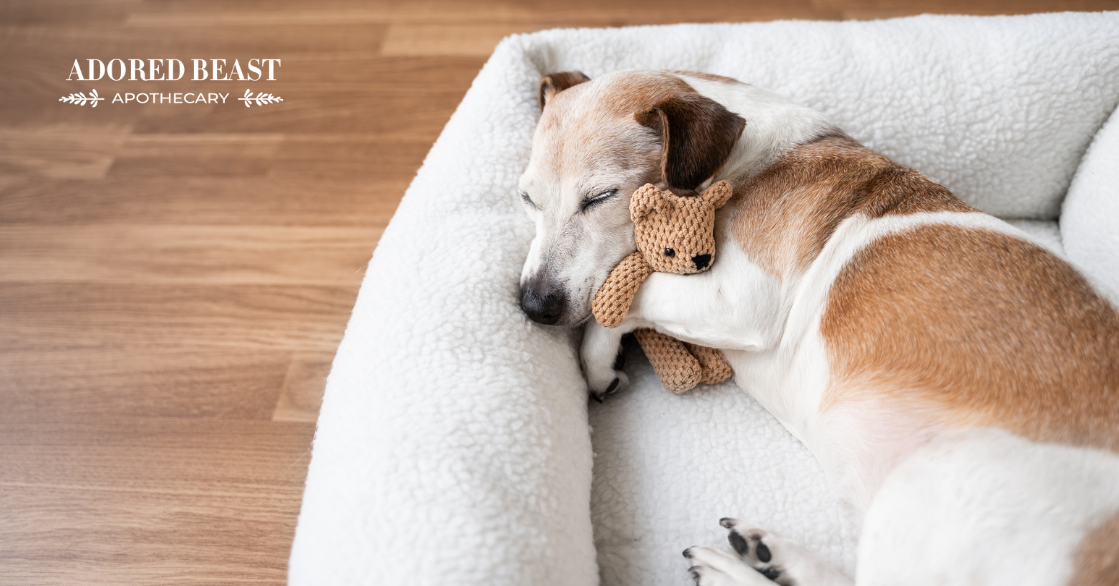 Gastroenteritis in Dogs: Natural Ways to Soothe an Upset Stomach