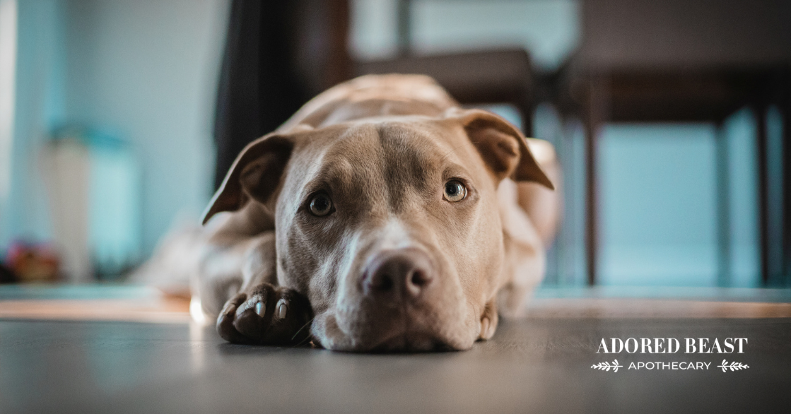 The Most Common Skin Infection in Dogs